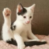 Stichting Kitty-Cat zoekt gastgezinnen gezocht voor katten