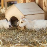 Zozijn zoekt vrijwilliger voor het verzorgen van de geiten en konijnen