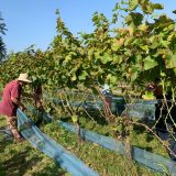 Helpen in de wijngaard